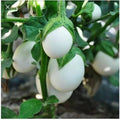 Vegetable Seeds,Garden seeds, Seeds For Planting,Plant Seeds
