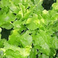Vegetable Seeds,Garden seeds, Seeds For Planting,Plant Seeds