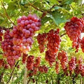 Fruit Seeds,Garden seeds, Seeds For Planting,Plant Seeds