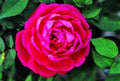Flower Seeds, Seeds,Seeds For Planting,Plant Seeds