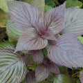 Vegetable Seeds,Garden seeds, Seeds For Planting,Plant Seeds