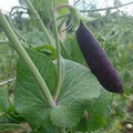 Vegetable Seeds,Garden seeds, Seeds For Planting,Plant Seeds