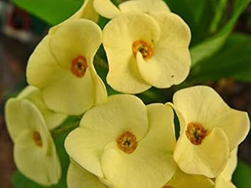 Flower Seeds, Seeds,Seeds For Planting,Plant Seeds