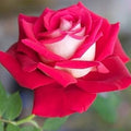 Flower Seeds, Seeds,Seeds For Planting,Plant Seeds