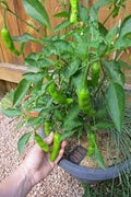 Vegetable Seeds,Garden seeds, Seeds For Planting,Plant Seeds