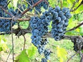 Fruit Seeds,Garden seeds, Seeds For Planting,Plant Seeds