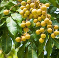 Fruit Seeds,Garden seeds, Seeds For Planting,Plant Seeds
