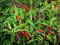 Vegetable Seeds,Garden seeds, Seeds For Planting,Plant Seeds