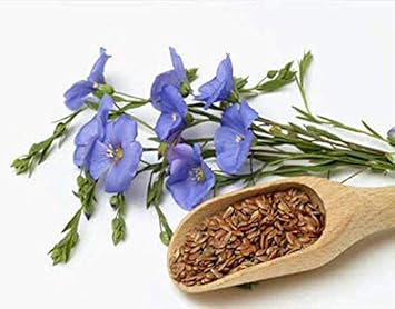 Flower Seeds, Seeds,Seeds For Planting,Plant Seeds