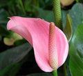 Flower Seeds, Seeds,Seeds For Planting,Plant Seeds