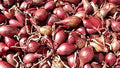 Vegetable Seeds,Garden seeds, Seeds For Planting,Plant Seeds