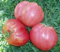 Vegetable Seeds,Garden seeds, Seeds For Planting,Plant Seeds