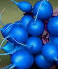 Vegetable Seeds,Garden seeds, Seeds For Planting,Plant Seeds