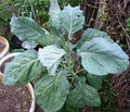Vegetable Seeds,Garden seeds, Seeds For Planting,Plant Seeds