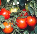 Vegetable Seeds,Garden seeds, Seeds For Planting,Plant Seeds