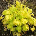 Flower Seeds, Seeds,Seeds For Planting,Plant Seeds