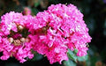 Flower Seeds, Seeds,Seeds For Planting,Plant Seeds