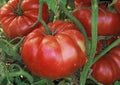 Vegetable Seeds,Garden seeds, Seeds For Planting,Plant Seeds
