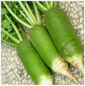 Vegetable Seeds,Garden seeds, Seeds For Planting,Plant Seeds