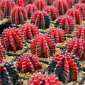 Vegetable Seeds,Garden seeds, Seeds For Planting,Plant Seeds