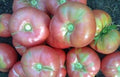 Vegetable Seeds,Garden seeds, Seeds For Planting,Plant Seeds