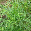 Herb Seeds,Garden seeds, Seeds For Planting,Plant Seeds