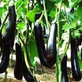 Vegetable Seeds,Garden seeds, Seeds For Planting,Plant Seeds