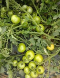 Vegetable Seeds,Garden seeds, Seeds For Planting,Plant Seeds