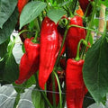 Vegetable Seeds,Garden seeds, Seeds For Planting,Plant Seeds