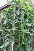 Vegetable Seeds,Garden seeds, Seeds For Planting,Plant Seeds