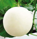 Fruit Seeds,Garden seeds, Seeds For Planting,Plant Seeds