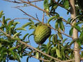 Fruit Seeds,Garden seeds, Seeds For Planting,Plant Seeds