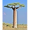Adansonia Gregorii Seeds for Planting – Shade-Tolerant Heirloom, Non-GMO Organic Garden Seeds