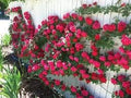 Flower Seeds, Seeds,Seeds For Planting,Plant Seeds