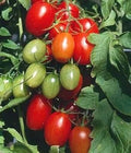 Vegetable Seeds,Garden seeds, Seeds For Planting,Plant Seeds