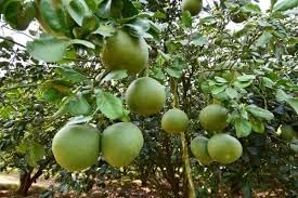 plant pomelo seeds Pomelo Fruit Seeds for Planting – Heirloom & Non-GMO Sweet Citrus Seed – Earthechoseeds