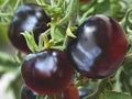 Vegetable Seeds,Garden seeds, Seeds For Planting,Plant Seeds