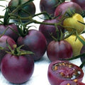 Vegetable Seeds,Garden seeds, Seeds For Planting,Plant Seeds