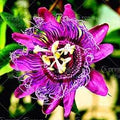 Flower Seeds, Seeds,Seeds For Planting,Plant Seeds
