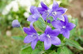 Flower Seeds, Seeds,Seeds For Planting,Plant Seeds