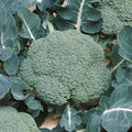 Vegetable Seeds,Garden seeds, Seeds For Planting,Plant Seeds