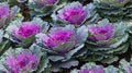 Vegetable Seeds,Garden seeds, Seeds For Planting,Plant Seeds