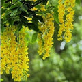 Flower Seeds, Seeds,Seeds For Planting,Plant Seeds