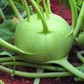 Vegetable Seeds,Garden seeds, Seeds For Planting,Plant Seeds