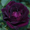 Flower Seeds, Seeds,Seeds For Planting,Plant Seeds