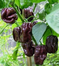 Vegetable Seeds,Garden seeds, Seeds For Planting,Plant Seeds