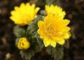 Flower Seeds, Seeds,Seeds For Planting,Plant Seeds