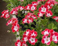 Flower Seeds, Seeds,Seeds For Planting,Plant Seeds