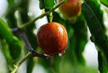 Fruit Seeds,Garden seeds, Seeds For Planting,Plant Seeds