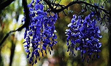 Flower Seeds, Seeds,Seeds For Planting,Plant Seeds